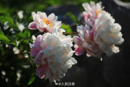 “花开富贵”头像上新！芍药花开在人心巴上了