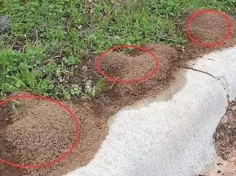 密密麻麻！最近路边大量出现！深圳疾控紧急提醒：立即远离！