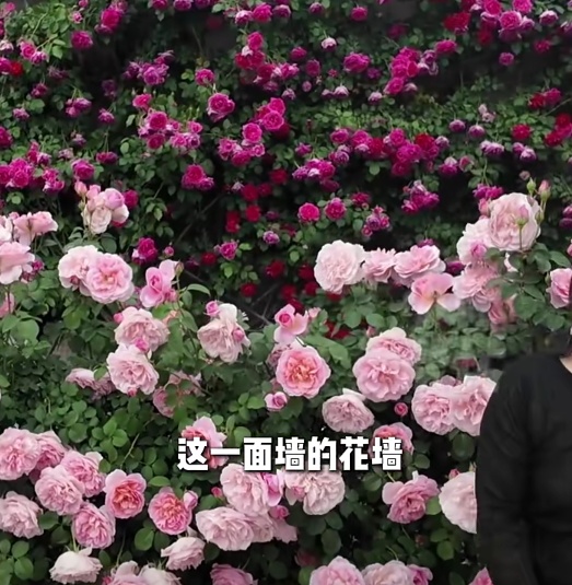 儿媳妇喜欢花，河南婆婆整出一院子花墙！网友酸了：换个婆婆吧......