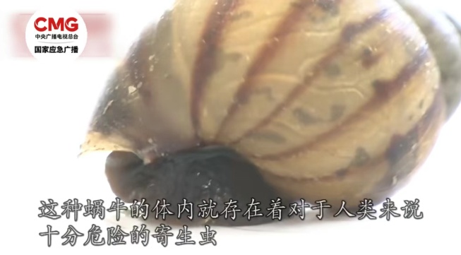 1岁女童在小区玩耍后确诊严重脑炎 这种蜗牛别养别碰