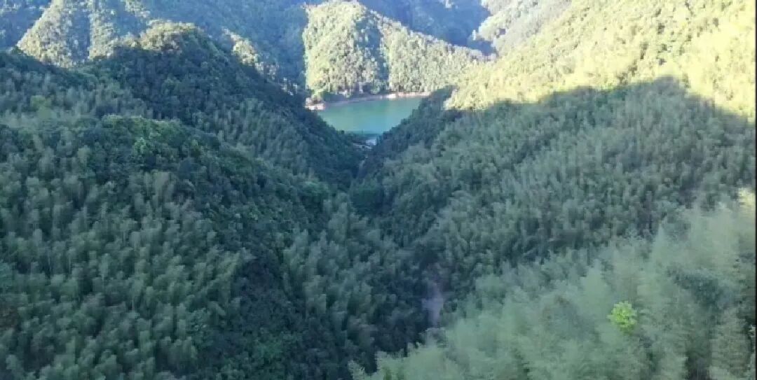 杭州村民养的牛被困山林20天，无法饮食暴瘦了200斤，警方用无人机找到时还活着