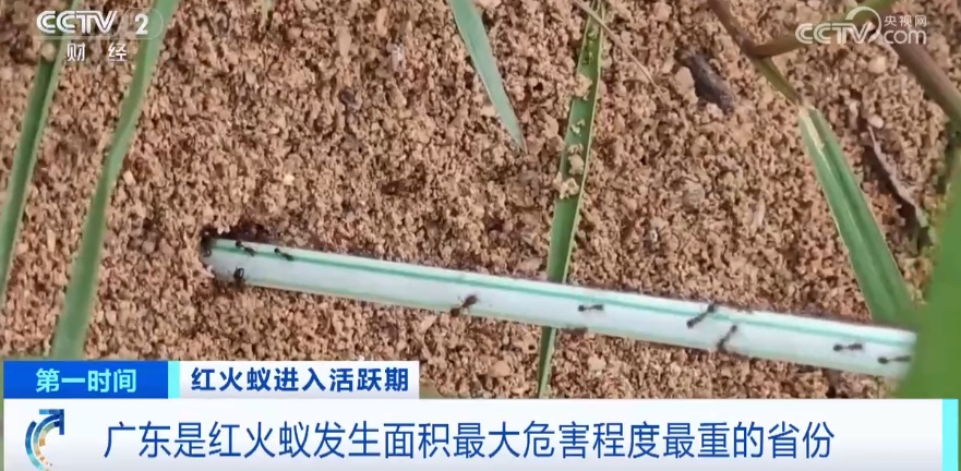 密密麻麻！最近路边大量出现！深圳疾控紧急提醒：立即远离！