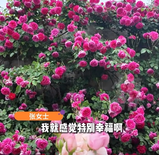 儿媳妇喜欢花，河南婆婆整出一院子花墙！网友酸了：换个婆婆吧......
