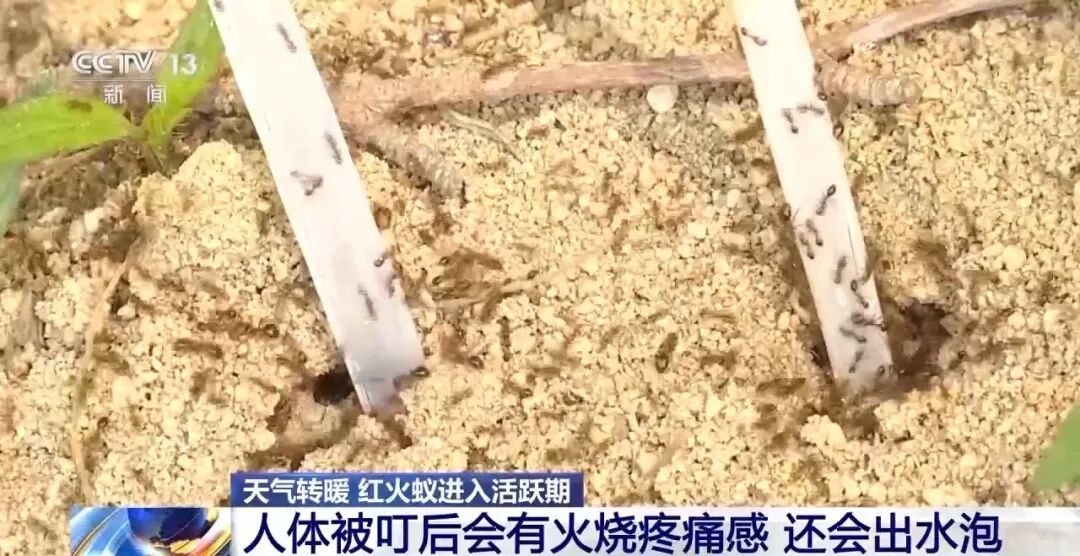 密密麻麻！最近路边大量出现！深圳疾控紧急提醒：立即远离！