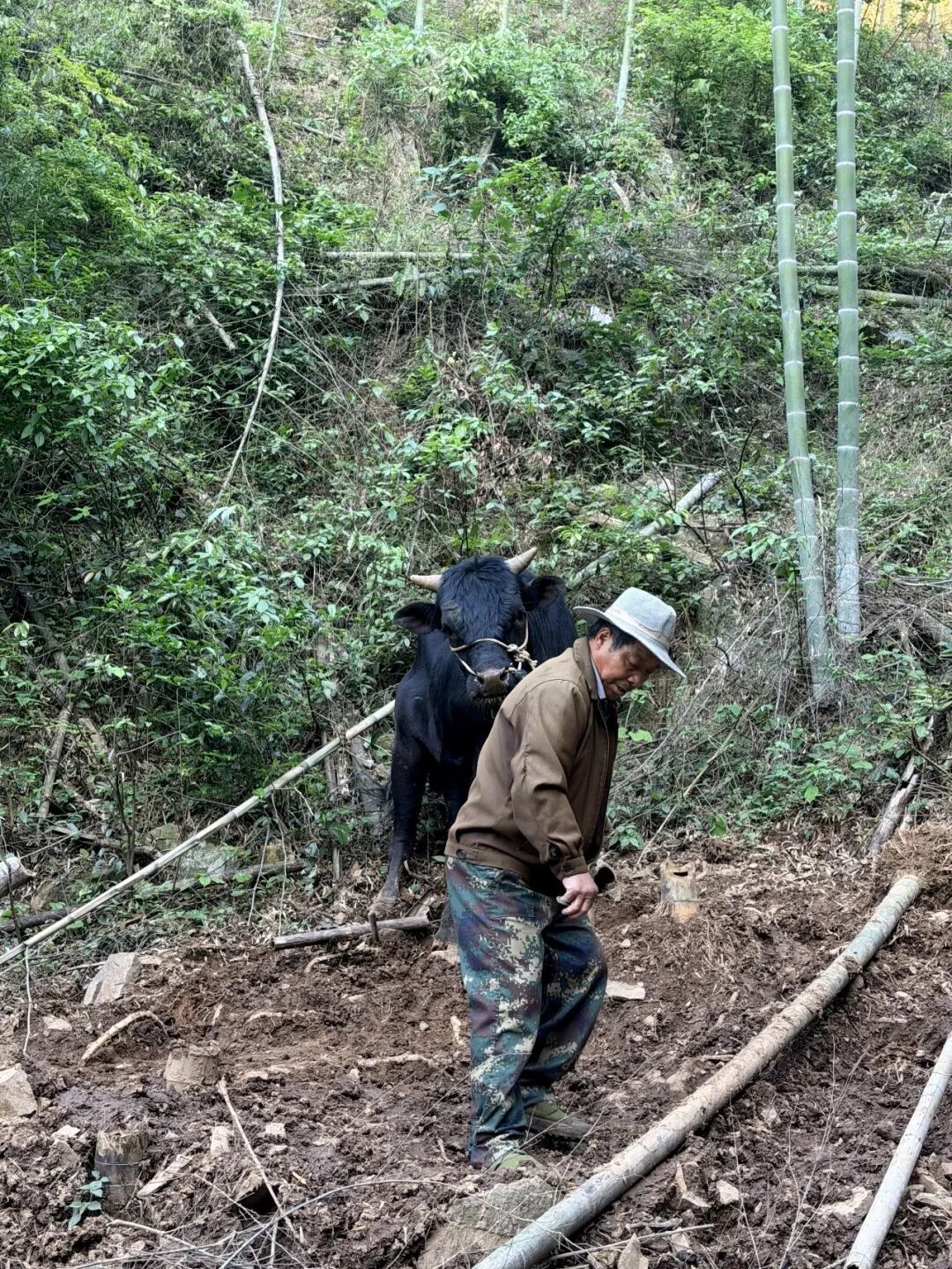 杭州村民养的牛被困山林20天，无法饮食暴瘦了200斤，警方用无人机找到时还活着