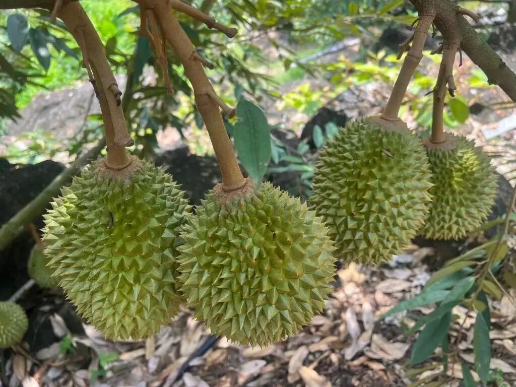 榴莲“小时候”居然不是“臭”的？这种味道你可能也闻过