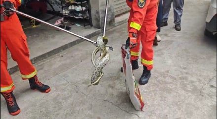 一米多长菜花蛇潜入家中，阿姨吓得立马求助消防