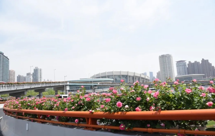 一路繁花！上海高架秒变“空中花廊”，“五一”假期开车走花路全攻略
