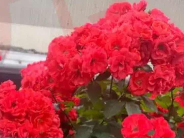 一路繁花！上海高架秒变“空中花廊”，“五一”假期开车走花路全攻略