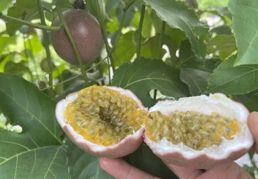 芒果凤梨里没芒果，蜜桃百香果里没有桃……水果“艺名”避坑指南来了