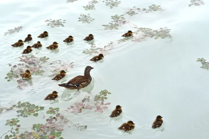 游客在西湖边试图带走新生小鸳鸯，谎称是买来的小鸭子，幸好拦住了...
