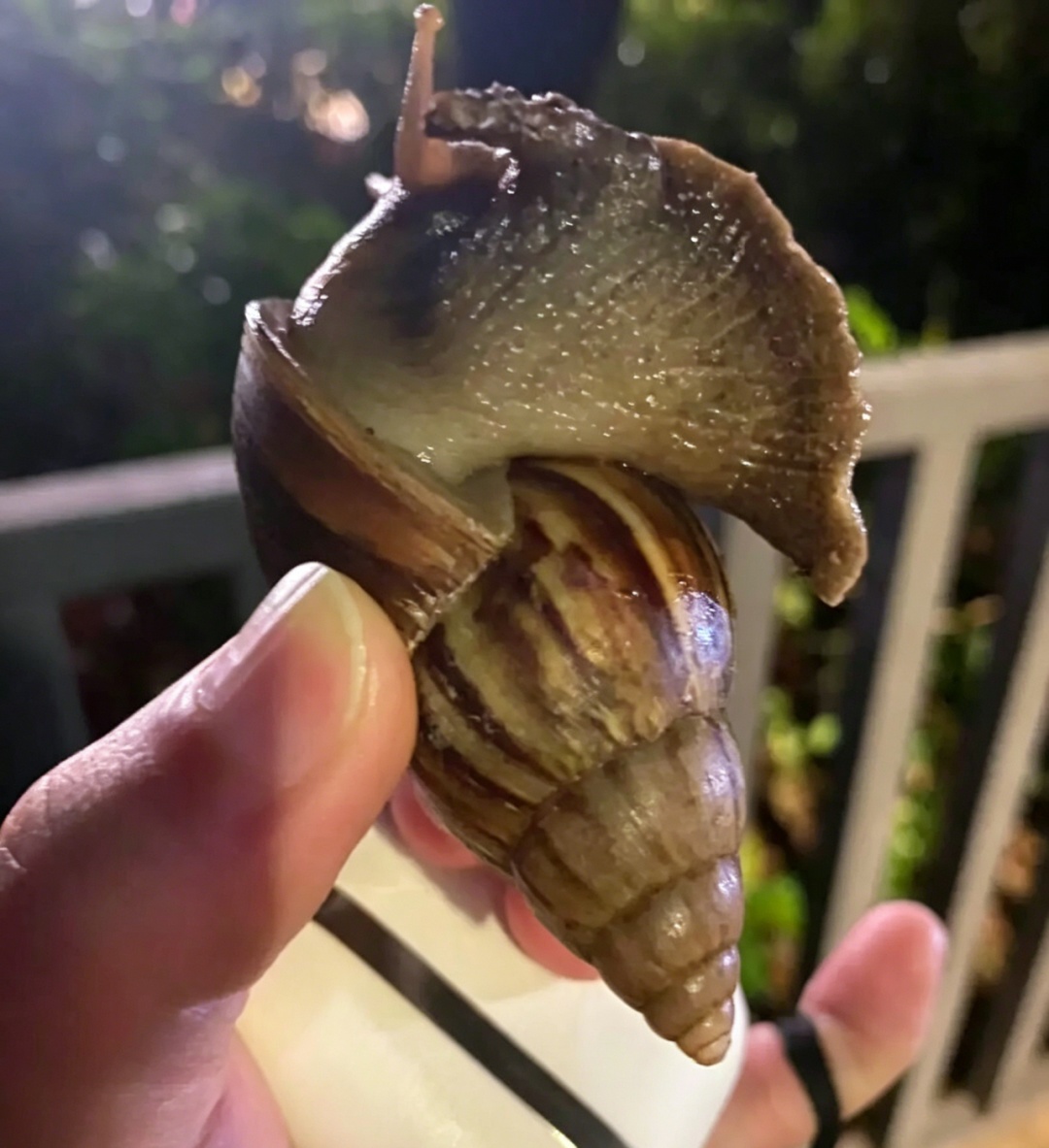 别碰！携带大量寄生虫，近期已出现