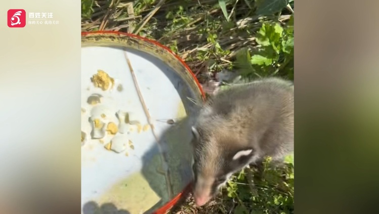 村民发现国家“三有”保护动物猪獾，用牛奶鸡蛋喂食十余天：小家伙不怕人，像撸猫一样
