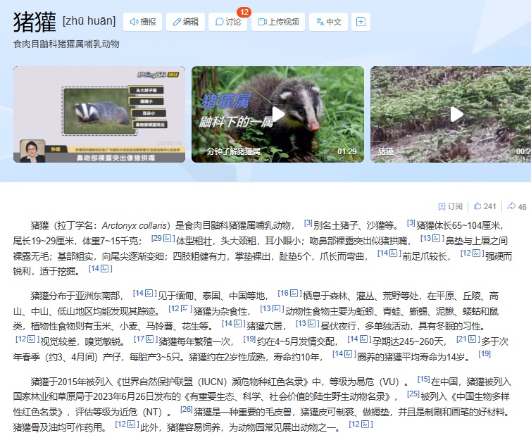 村民发现国家“三有”保护动物猪獾，用牛奶鸡蛋喂食十余天：小家伙不怕人，像撸猫一样