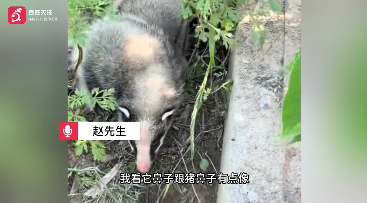 村民发现国家“三有”保护动物猪獾，用牛奶鸡蛋喂食十余天：小家伙不怕人，像撸猫一样