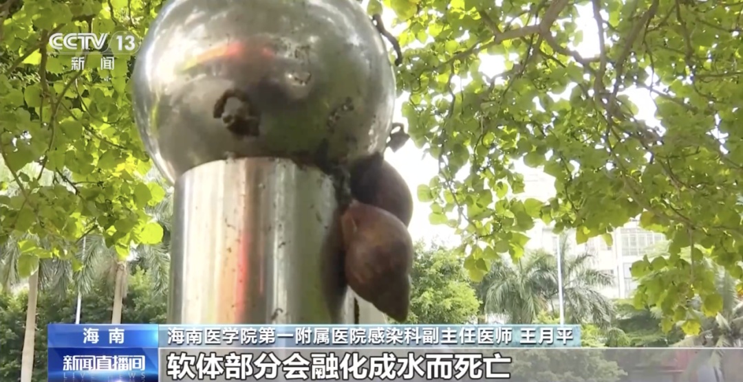 别碰！携带大量寄生虫，近期已出现
