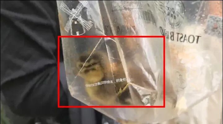 游客在西湖边试图带走新生小鸳鸯，谎称是买来的小鸭子，幸好拦住了...