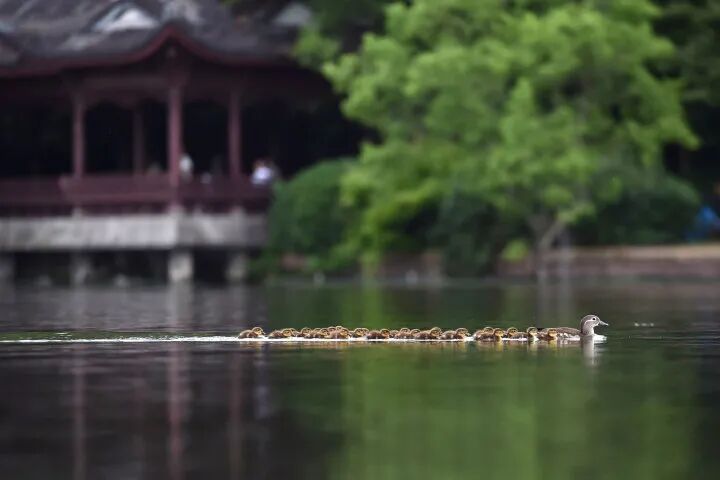 游客在西湖边试图带走新生小鸳鸯，谎称是买来的小鸭子，幸好拦住了...