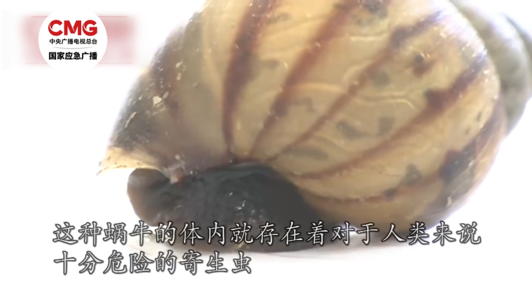 别碰！携带大量寄生虫，近期已出现