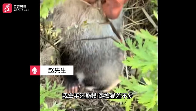 村民发现国家“三有”保护动物猪獾，用牛奶鸡蛋喂食十余天：小家伙不怕人，像撸猫一样