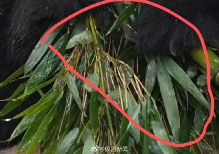 动物园回应大熊猫食用竹子疑发霉