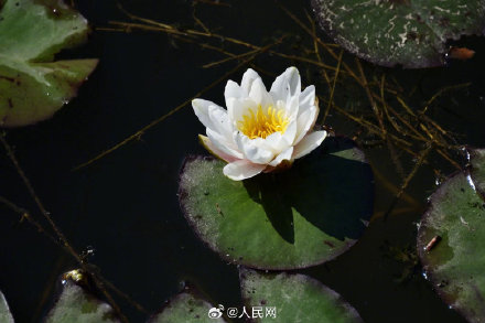 好运“莲莲”！睡莲盛开美成了一幅画