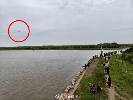 上海顶流小鸟易主了！数千人去崇明拍一只白斑军舰鸟