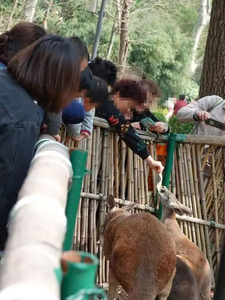 上海动物园里为了这件事，警察都出动了！网友拍手叫好：终于开始抓了，就是应该狠狠罚