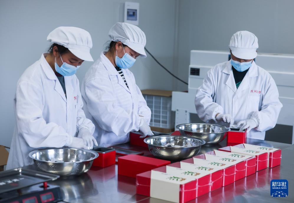 美丽山乡打造黄精特色富民产业