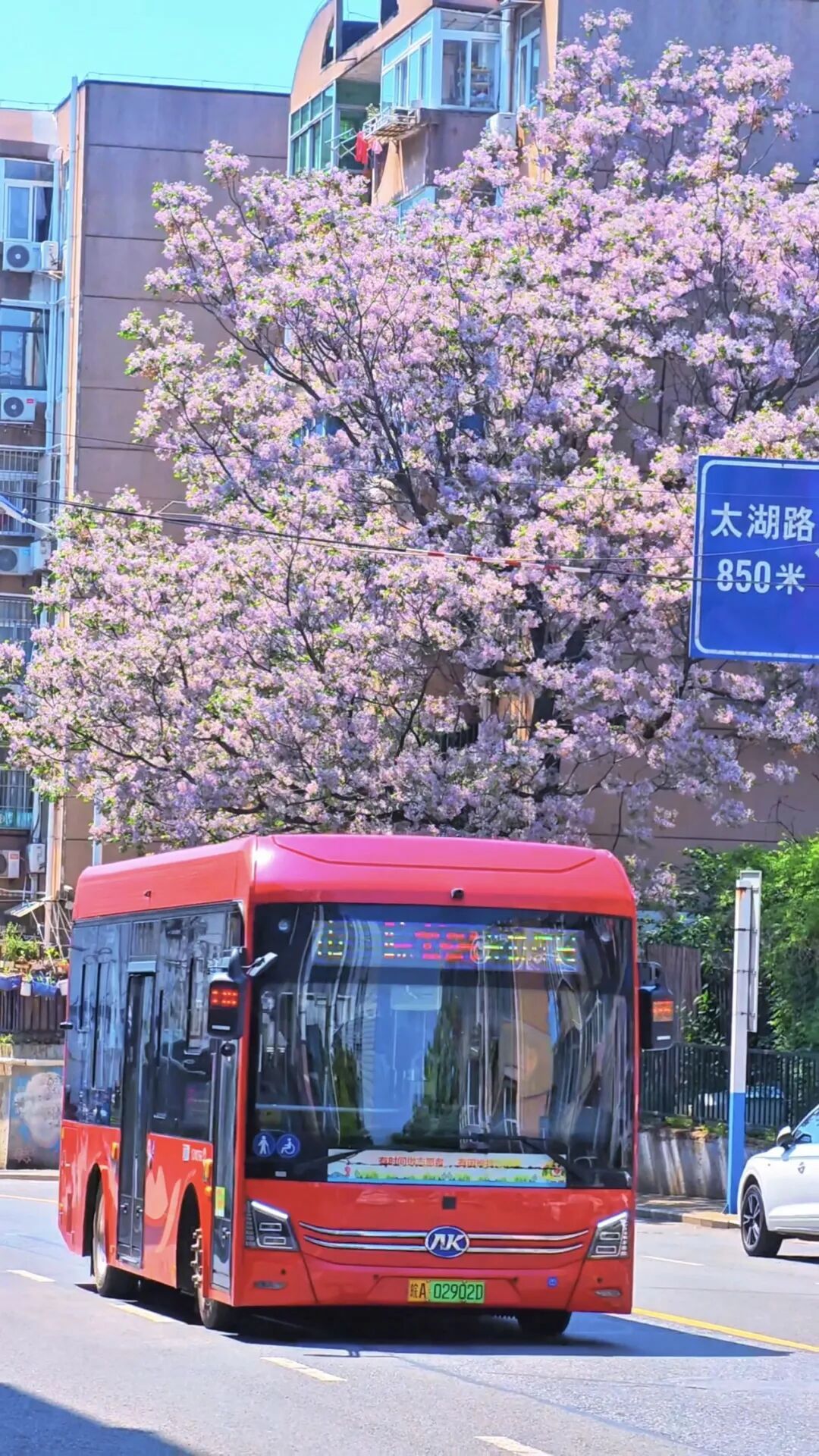 合肥一“网红”树，火了！好多人打卡