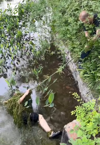 事发上海一公园！老人失足落水，水草缠身！关键时刻他出现了
