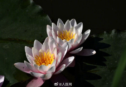 好运“莲莲”！睡莲盛开美成了一幅画