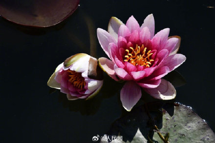 好运“莲莲”！睡莲盛开美成了一幅画