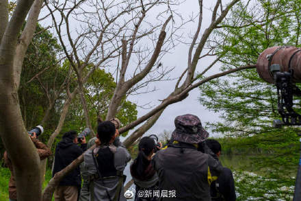 上海顶流小鸟易主了！数千人去崇明拍一只白斑军舰鸟
