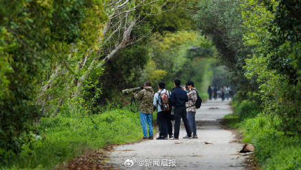 上海顶流小鸟易主了！数千人去崇明拍一只白斑军舰鸟