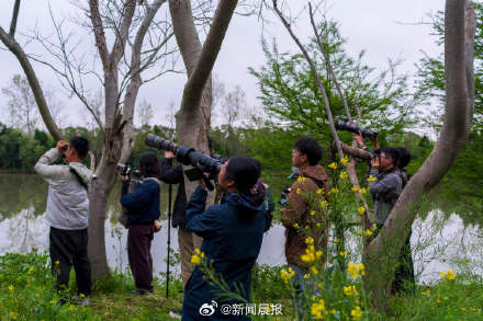 上海顶流小鸟易主了！数千人去崇明拍一只白斑军舰鸟