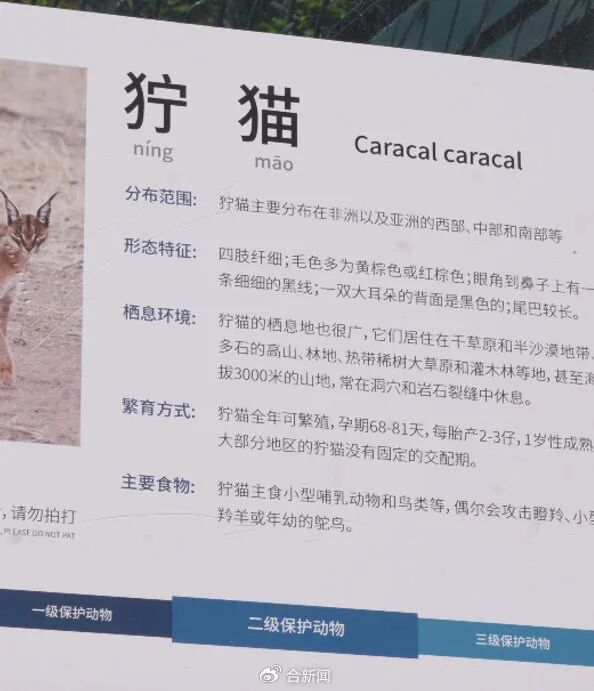安徽一动物园狞猫因太胖火出圈，工作人员回应