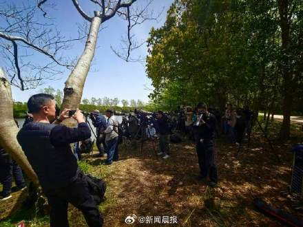 上海顶流小鸟易主了！数千人去崇明拍一只白斑军舰鸟