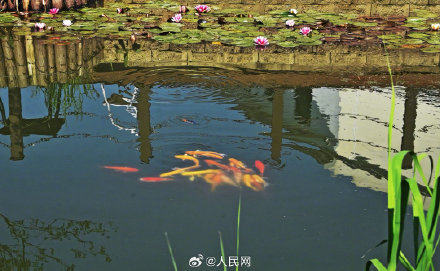 好运“莲莲”！睡莲盛开美成了一幅画