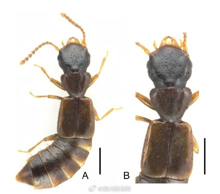 全球生物多样性再添“四川印记” 四川黄龙发现4种昆虫新种