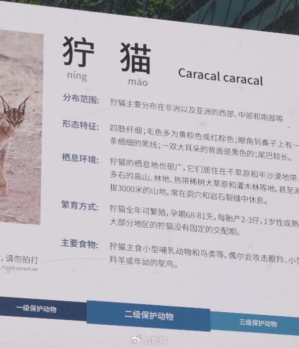 安徽一动物园狞猫因太胖火出圈，工作人员：并非真的超重肥胖，是春季换毛期