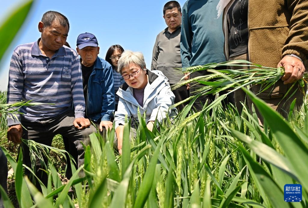 山东青岛：绿色增粮提单产 防灾减灾保丰收