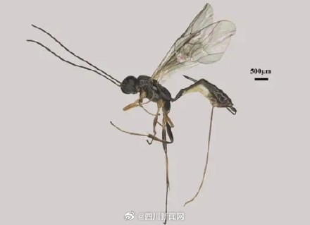 全球生物多样性再添“四川印记” 四川黄龙发现4种昆虫新种