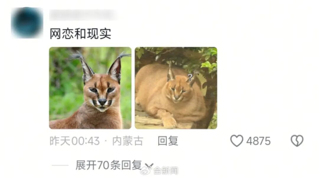 安徽一动物园狞猫因太胖火出圈，工作人员回应