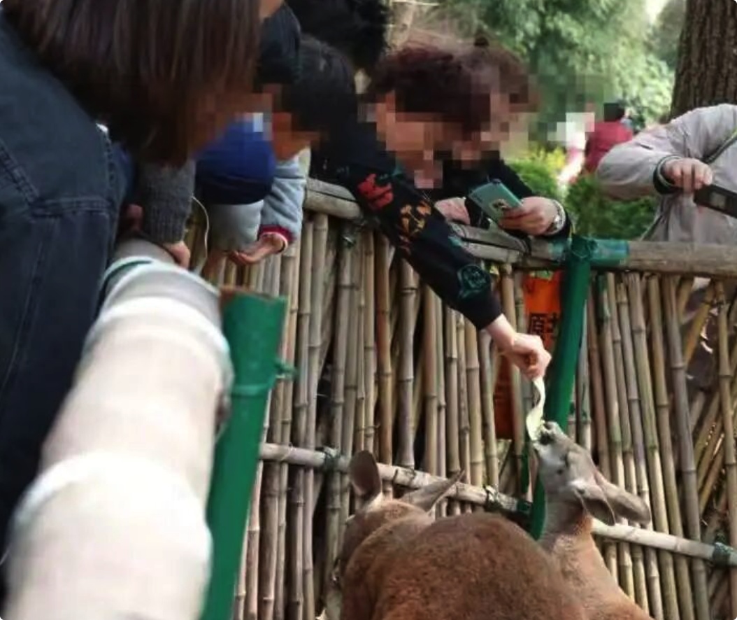 游客在动物园投喂动物，当地警方出动！网友：大快人心