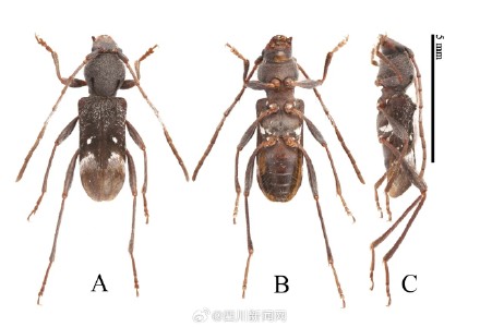 全球生物多样性再添“四川印记” 四川黄龙发现4种昆虫新种