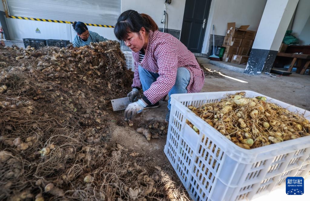美丽山乡打造黄精特色富民产业