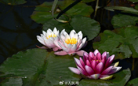 好运“莲莲”！睡莲盛开美成了一幅画