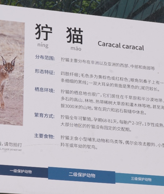 安徽一动物园狞猫因太胖火出圈，展牌上写着“四肢纤细”，实际上胖成一团