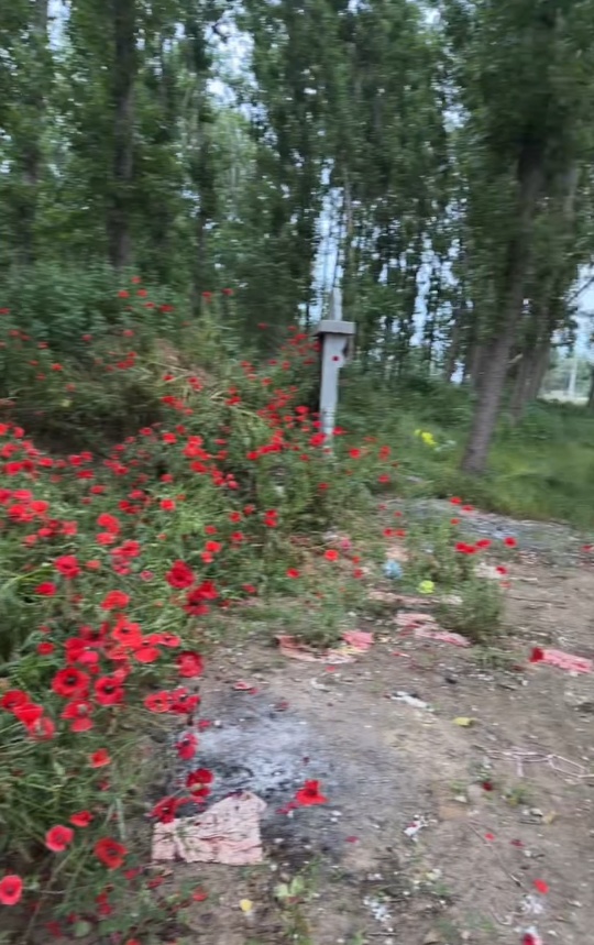 一辈子一对人！女子发现82岁父亲在亡母坟前种满虞美人：老一辈人表达情感的寻常方式